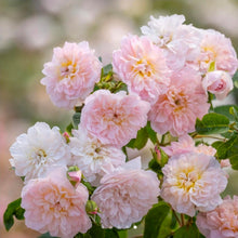 Load image into Gallery viewer, Elizabeth Rose Austin English Rose Shrub~ David Austin 3 Gallon