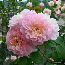 Load image into Gallery viewer, Elizabeth Rose Austin English Rose Shrub~ David Austin 3 Gallon