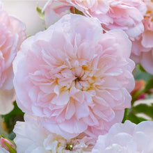 Load image into Gallery viewer, Elizabeth Rose Austin English Rose Shrub~ David Austin 3 Gallon