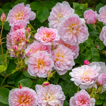 Load image into Gallery viewer, Elizabeth Rose Austin English Rose Shrub~ David Austin 3 Gallon