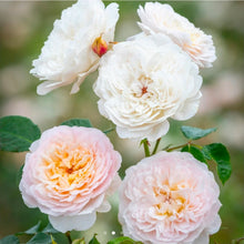 Load image into Gallery viewer, Emily Bronte English Rose Shrub~ David Austin 3 Gallon