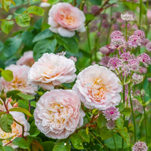 Load image into Gallery viewer, Emily Bronte English Rose Shrub~ David Austin 3 Gallon
