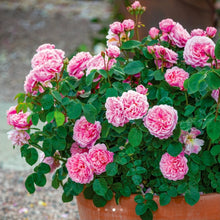 Load image into Gallery viewer, Eustacia Vye English Rose Shrub~ David Austin 3 Gallon