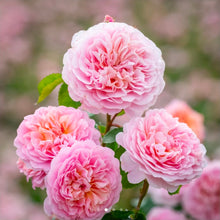Load image into Gallery viewer, Eustacia Vye English Rose Shrub~ David Austin 3 Gallon