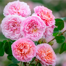 Load image into Gallery viewer, Eustacia Vye English Rose Shrub~ David Austin 3 Gallon