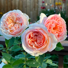 Load image into Gallery viewer, Evelyn English Rose Shrub~ David Austin 3 Gallon