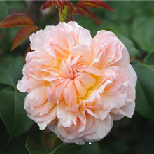 Load image into Gallery viewer, Evelyn English Rose Shrub~ David Austin 3 Gallon