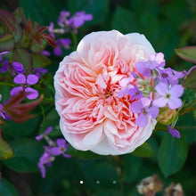 Load image into Gallery viewer, Evelyn English Rose Shrub~ David Austin 3 Gallon
