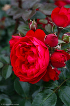 Load image into Gallery viewer, Arborose Florentina Climbing Rose ~ Bloomables