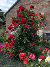Load image into Gallery viewer, Arborose Florentina Climbing Rose ~ Bloomables