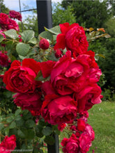 Load image into Gallery viewer, Arborose Florentina Climbing Rose ~ Bloomables