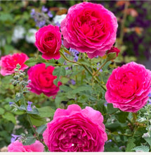 Load image into Gallery viewer, Gabriel Oak English Rose Shrub~ David Austin 3 Gallon