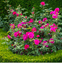 Load image into Gallery viewer, Gabriel Oak English Rose Shrub~ David Austin 3 Gallon