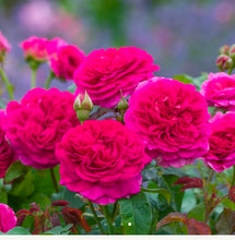 Load image into Gallery viewer, Gabriel Oak English Rose Shrub~ David Austin 3 Gallon