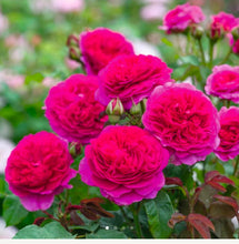 Load image into Gallery viewer, Gabriel Oak English Rose Shrub~ David Austin 3 Gallon