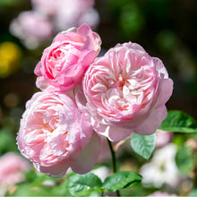 Load image into Gallery viewer, Gentle Hermione English Rose Shrub ~ David Austin 3 Gallon