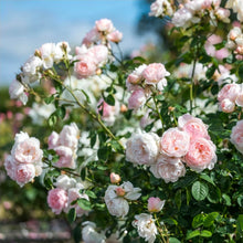 Load image into Gallery viewer, Gentle Hermione English Rose Shrub ~ David Austin 3 Gallon