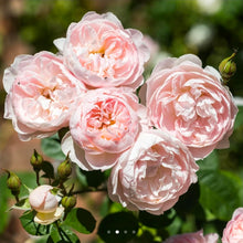 Load image into Gallery viewer, Gentle Hermione English Rose Shrub ~ David Austin 3 Gallon