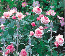 Load image into Gallery viewer, Geoff Hamilton English Rose Shrub~ David Austin 3 Gallon