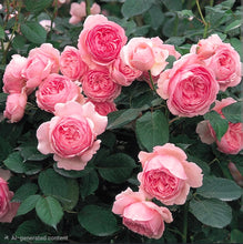 Load image into Gallery viewer, Geoff Hamilton English Rose Shrub~ David Austin 3 Gallon