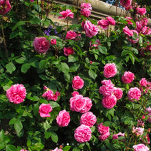 Load image into Gallery viewer, Gertrude Jekyll Climbing English Rose ~ David Austin 3 Gallon