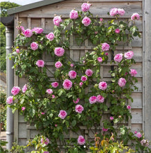 Load image into Gallery viewer, Gertrude Jekyll Climbing English Rose ~ David Austin 3 Gallon