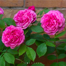 Load image into Gallery viewer, Gertrude Jekyll Climbing English Rose ~ David Austin 3 Gallon