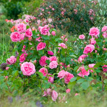 Load image into Gallery viewer, Gertrude Jekyll English Rose Shrub~ David Austin 3 Gallon