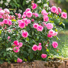 Load image into Gallery viewer, Gertrude Jekyll English Rose Shrub~ David Austin 3 Gallon