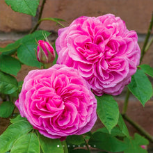 Load image into Gallery viewer, Gertrude Jekyll English Rose Shrub~ David Austin 3 Gallon