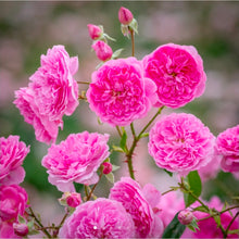 Load image into Gallery viewer, Harlow Carr English Rose Shrub~ David Austin 3 Gallon