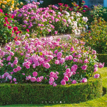 Load image into Gallery viewer, Harlow Carr English Rose Shrub~ David Austin 3 Gallon