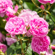Load image into Gallery viewer, Harlow Carr English Rose Shrub~ David Austin 3 Gallon
