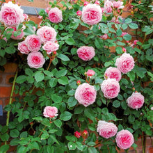 Load image into Gallery viewer, James Galway English Climbing Rose ~ David Austin 3 Gallon