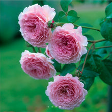 Load image into Gallery viewer, James Galway English Climbing Rose ~ David Austin 3 Gallon