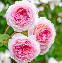 Load image into Gallery viewer, James Galway English Climbing Rose ~ David Austin 3 Gallon