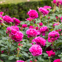 Load image into Gallery viewer, James L Austin English Rose Shrub~ David Austin 3 Gallon