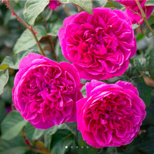 Load image into Gallery viewer, James L Austin English Rose Shrub~ David Austin 3 Gallon