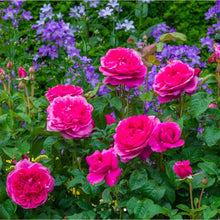 Load image into Gallery viewer, James L Austin English Rose Shrub~ David Austin 3 Gallon