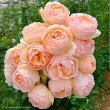 Load image into Gallery viewer, Jude the Obscure English Rose Shrub~ David Austin 3 Gallon