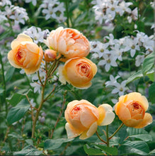 Load image into Gallery viewer, Jude the Obscure English Rose Shrub~ David Austin 3 Gallon