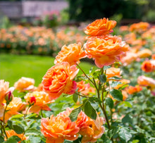 Load image into Gallery viewer, Lady of Shalott English Rose Shrub~ David Austin 3 Gallon