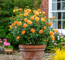 Load image into Gallery viewer, Lady of Shalott English Rose Shrub~ David Austin 3 Gallon