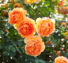 Load image into Gallery viewer, Lady of Shalott English Rose Shrub~ David Austin 3 Gallon