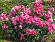 Load image into Gallery viewer, Leonardo Da Vinci Pink Rose ~ Bloomables