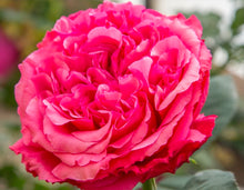 Load image into Gallery viewer, Loves Me, Loves Me Not Rose ~ Bloomables