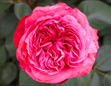 Load image into Gallery viewer, Loves Me, Loves Me Not Rose ~ Bloomables