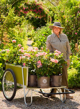 Load image into Gallery viewer, Martha Stewart Rose ~ Bloomables