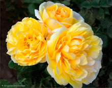 Load image into Gallery viewer, Michelangelo Rose ~ Bloomables