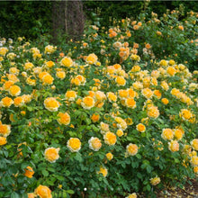 Load image into Gallery viewer, Molineux English Rose Shrub~ David Austin 3 Gallon